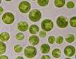 Chlorella is 4 tot 8 micron